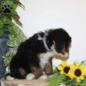 Super, Bernedoodle Puppy